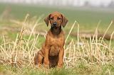 RODESIAN RIDGEBACK 024